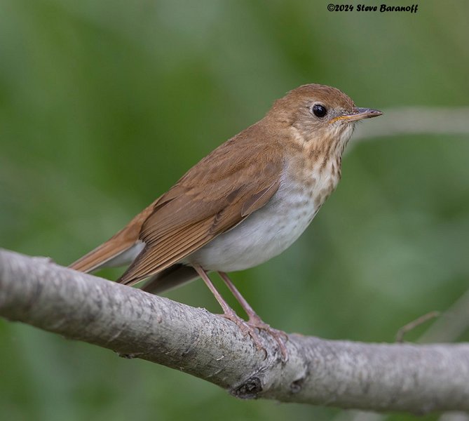 _B248617 veery.jpg